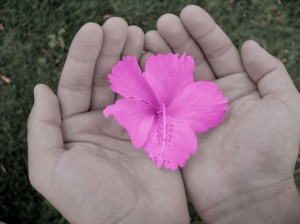Pink Flower in Cupped Hands